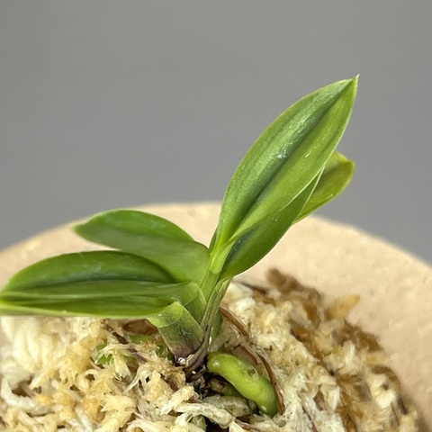 紅緑宝萌黄覆輪