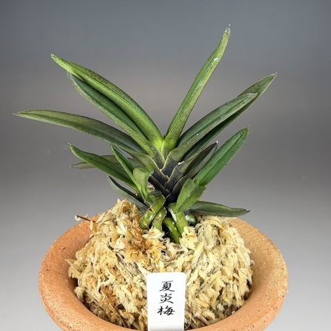 夏炎梅