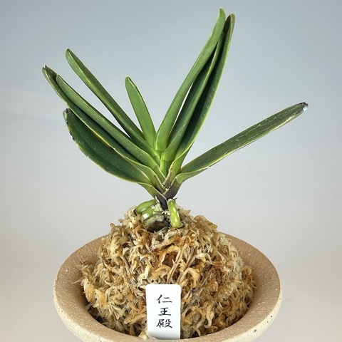 お買い得，セール】 TOKYO酒田 「羆錦」富貴蘭