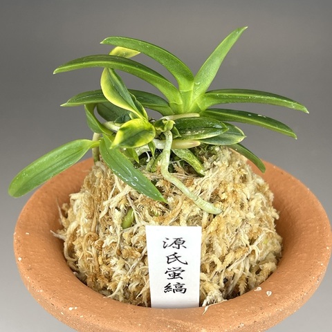 富貴蘭：おすすめの商品一覧 | TOKYO酒田
