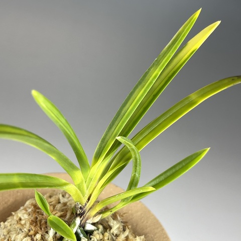 建国変わり：T2