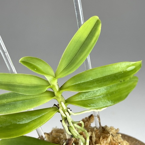 ②高知産カシノキラン縞