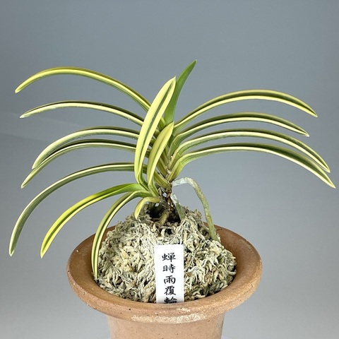 富貴蘭　御神渡(本芸品若木小割子) 富貴蘭の商品一覧 | TOKYO酒田