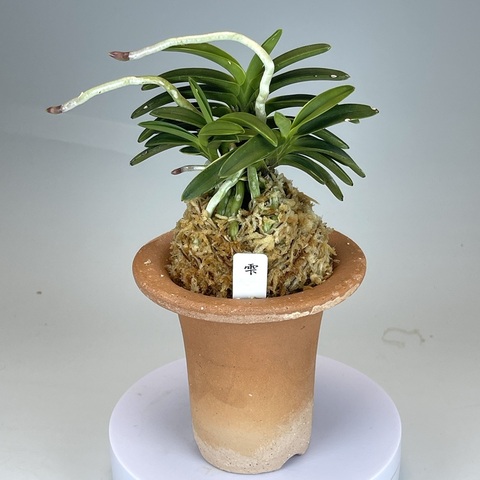 [祝^_^評価6000突破セール♫]富貴蘭　見返り美人(超美花種)開花中! 富貴蘭の商品一覧 | TOKYO酒田