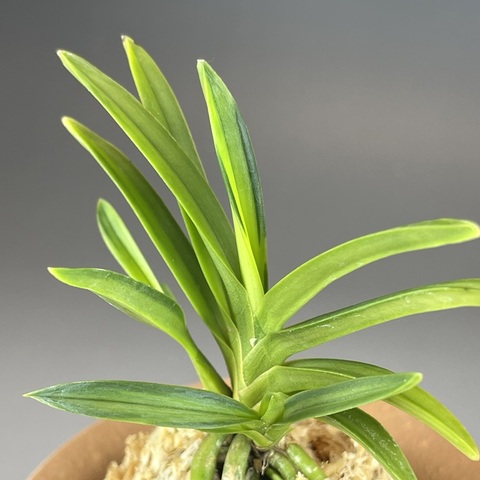 [年末大感謝祭東京土産編激安!!]富貴蘭　緑彩宝(自然作り品) 緑彩宝 : □ サムライ オーキッド □ 富貴蘭 セレクトショップ MAIL