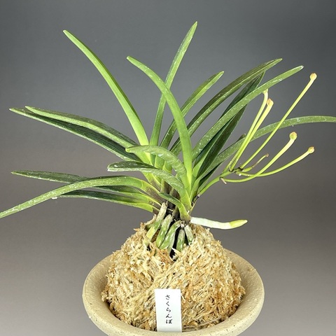 富貴蘭：おすすめの商品一覧 | TOKYO酒田