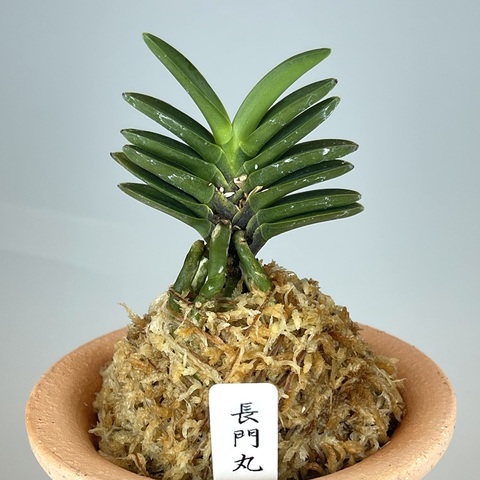 富貴蘭「ミドリマキバオー」（大小7本株立ち） 富貴蘭「ミドリマキバオー」（大小7本株立ち） 富貴蘭「ミドリ