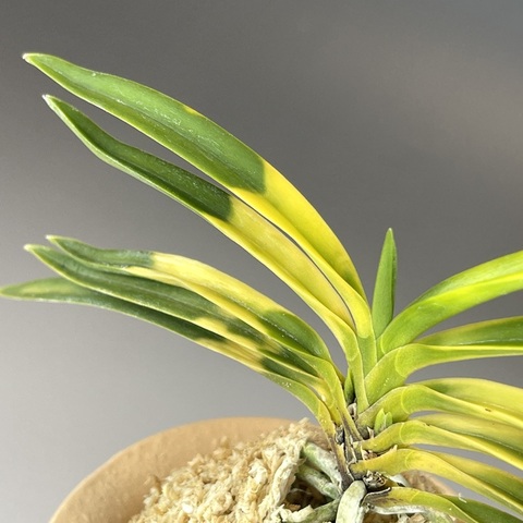 富貴蘭：特選の商品一覧 | TOKYO酒田