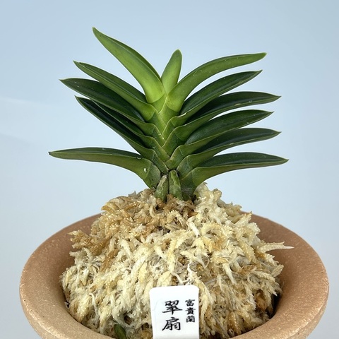【 富貴蘭 】玉金錦　148 Yahoo!オークション -「富貴蘭 玉錦」(花、園芸) の落札相場