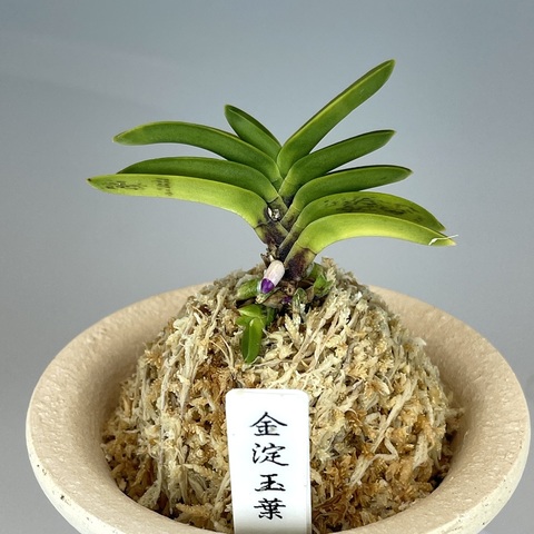 金淀玉葉