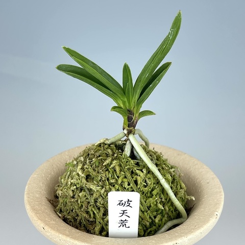 富貴蘭　天玉宝（仔付き）速達込み 富貴蘭 宝扇芸✨✨ 富貴蘭を始めた頃から宝扇芸が好きで 集めて