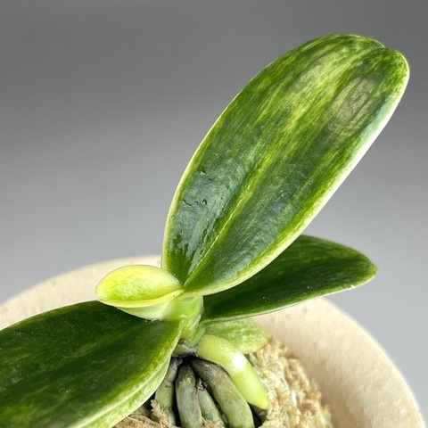 神秘：名護蘭牡丹芸