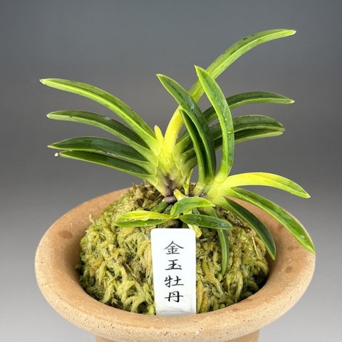 金玉牡丹
