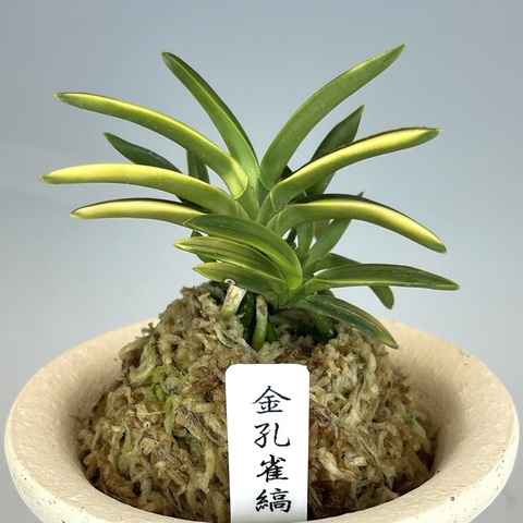 [祝^_^評価6000突破セール♫]富貴蘭　見返り美人(超美花種)開花中! 富貴蘭の商品一覧 | TOKYO酒田