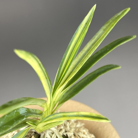 富貴蘭：特選の商品一覧 | TOKYO酒田