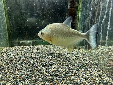 ダイヤモンドブラックピラニア