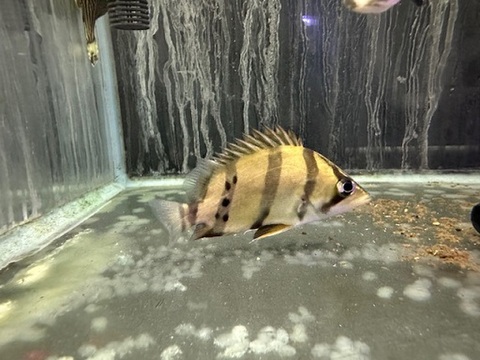 フォーバンドダトニオ