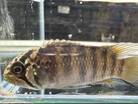 WILD　イバナカラ　アドケタ　サンガブリエル