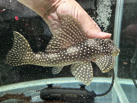 ルビースポットマグナムプレコ　約１８㎝