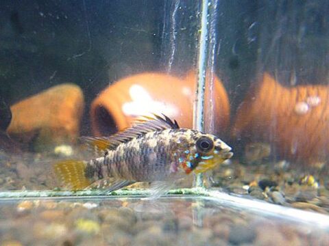 熱帯魚の商品一覧 | ペットのデパート東葛 厚木店 アピストの商品一覧