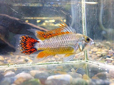 熱帯魚の商品一覧 | ペットのデパート東葛 厚木店 アピストの商品一覧