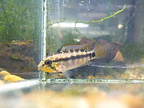 熱帯魚の商品一覧 | ペットのデパート東葛 厚木店 アピストの商品一覧