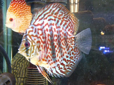 GEX 金魚プロバイオフード色揚80g（4972547029980）｜その他ペット用品（その他ペット用品）｜ペット総合通販サイト  ペテモオンラインストア「しあわせも、たいへんも、ずっと、いっしょに。」