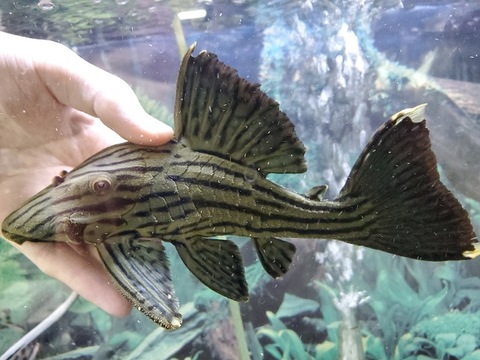 熱帯魚(淡水魚),プレコ（キンペコ）,Fantomeブリード,G-style