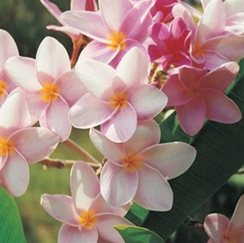 １本限定・優しい色彩の美花！　フロリダ品種の希少なプルメリア ‘Powder Pink' カット苗