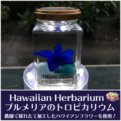 【ハワイアンなハーバリウム】プルメリアのTROPICARIUM（花色：サムライブルー・スクエアボトル）　農園特製のプリザーブドフラワー使用