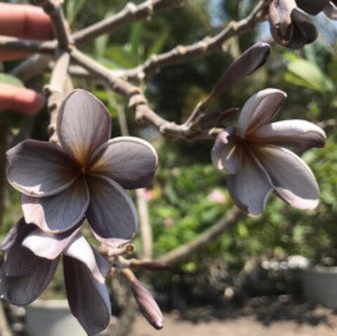 【10% OFF】1本限定・激レアな芳香種！ グレーの花を咲かせるプルメリア 'Seedling Sa-ngiam #5 Nui' 接木苗【48,000円→43,200円】●発注後に接木してお届け