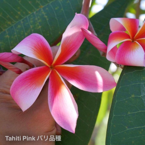 2本限定の早い者勝ち・幻のバリ島品種・国産プルメリア接木苗 'Tahiti Pink'  　(受注後に接木してお届け)