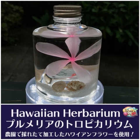 【ハワイアンなハーバリウム】プルメリアのTROPICARIUM（花色：ソフトピンク系・スタッキングボトル）　農園特製のプリザーブドフラワー使用