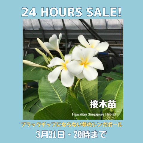 【期間限定で10% OFF】限定３鉢・ 入手困難なオブツサ系プルメリア 'Hawaiian Singapore Hybrid' 接木苗・ （ブラックティップにならない夢のシンガポールホワイト）●受注生産 (16000円→12800円）受注後に接木して活着後のお届け