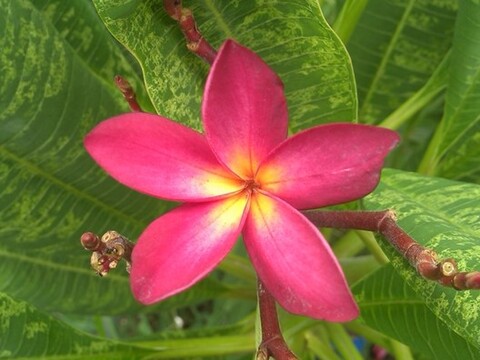 2019年初上陸品種・超珍品！斑入り赤花プルメリアのベアルート発根苗 ‘Variegated Red Kawaraw' 
