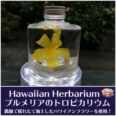 【ハワイアンなハーバリウム】プルメリアのTROPICARIUM（花色：イエロー系・スタッキングボトル）　農園特製のプリザーブドフラワー使用