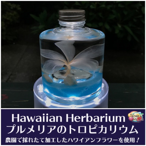 【ハワイアンなハーバリウム】プルメリアのTROPICARIUM（花色：ホワイト/オフホワイト系・スタッキングボトル）　農園特製のプリザーブドフラワー使用