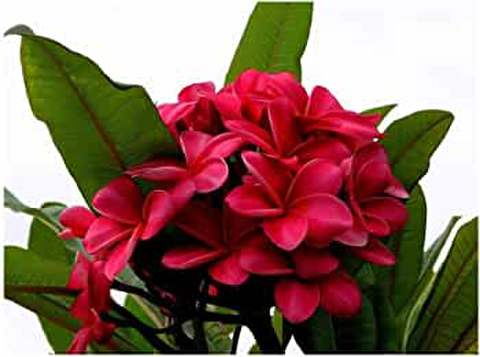2本限定・初リリース・咲かせやすいダークレッドの希少なプルメリア ‘Hawaiian Carmine' 挿木苗