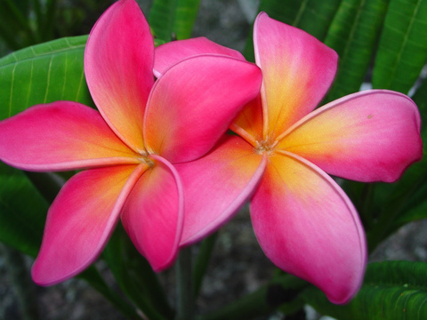 【２鉢限定】人気品種！大輪の花を咲かせるハワイの名花プルメリア 'Kaneohe Sunburst' 接木苗　●8月接木苗・9月上旬にお届け予定