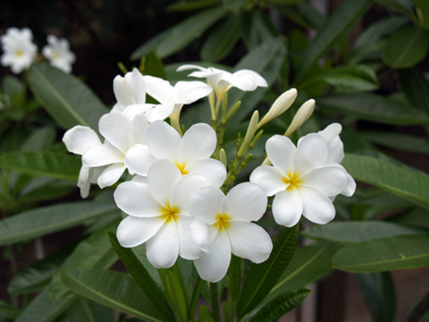 １本限定・幸せを呼ぶ６枚花弁が珍しい！ 希少種のプルメリア ‘Hong Kong' カット苗 
