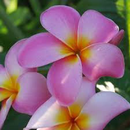 希少なオレンジセンター花のハワイ系プルメリア 'Maui Beauty' カット苗（国産・前処理済み）