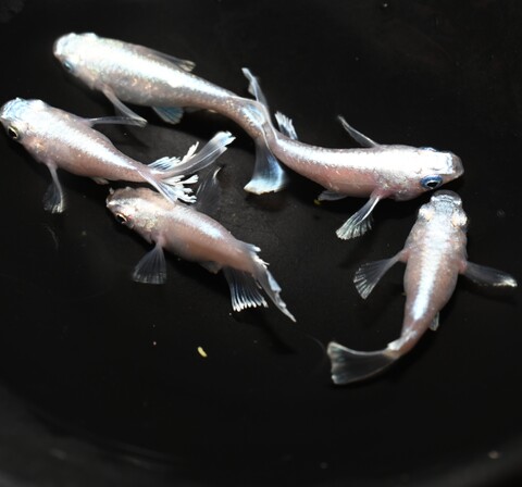 筑紫めだか～改良ダルマめだかの専門店～