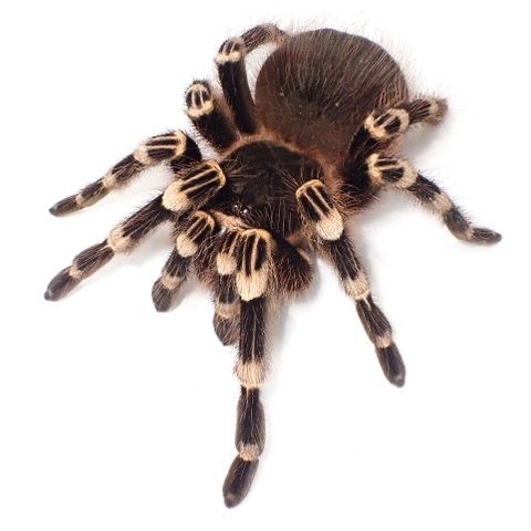 サンタレムピンクヘアード ad.