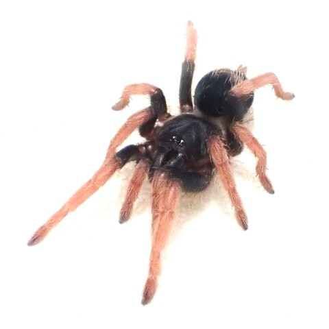 ペルビアンドワーフ subad.