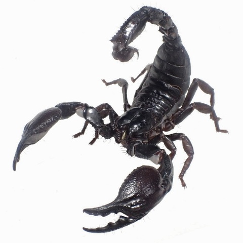 Heterometrus silenus (Dak Lak) 2023