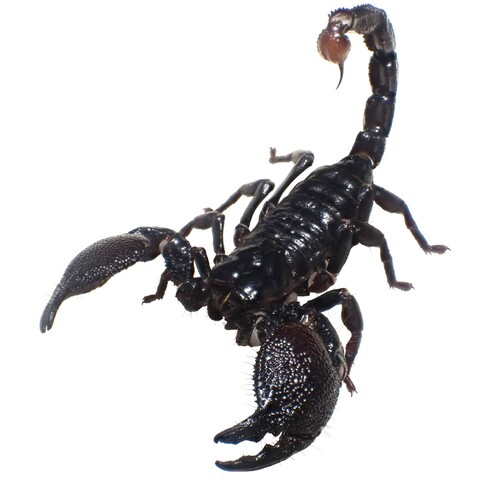 Pandinus imperator (Benin) 2025-2026