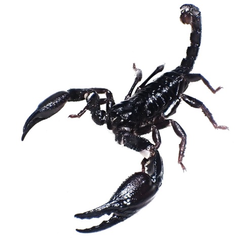 Heterometrus longimanus (Mindanao Is. 単為生殖個体群) 2025