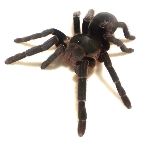 トーゴ産Hysterocrates subad.