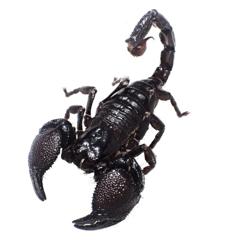 Pandinus imperator (Togo) 2024