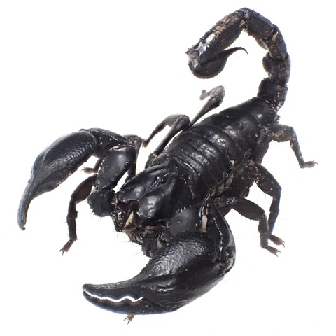 Heterometrus laoticus (Yasothorn) 2025